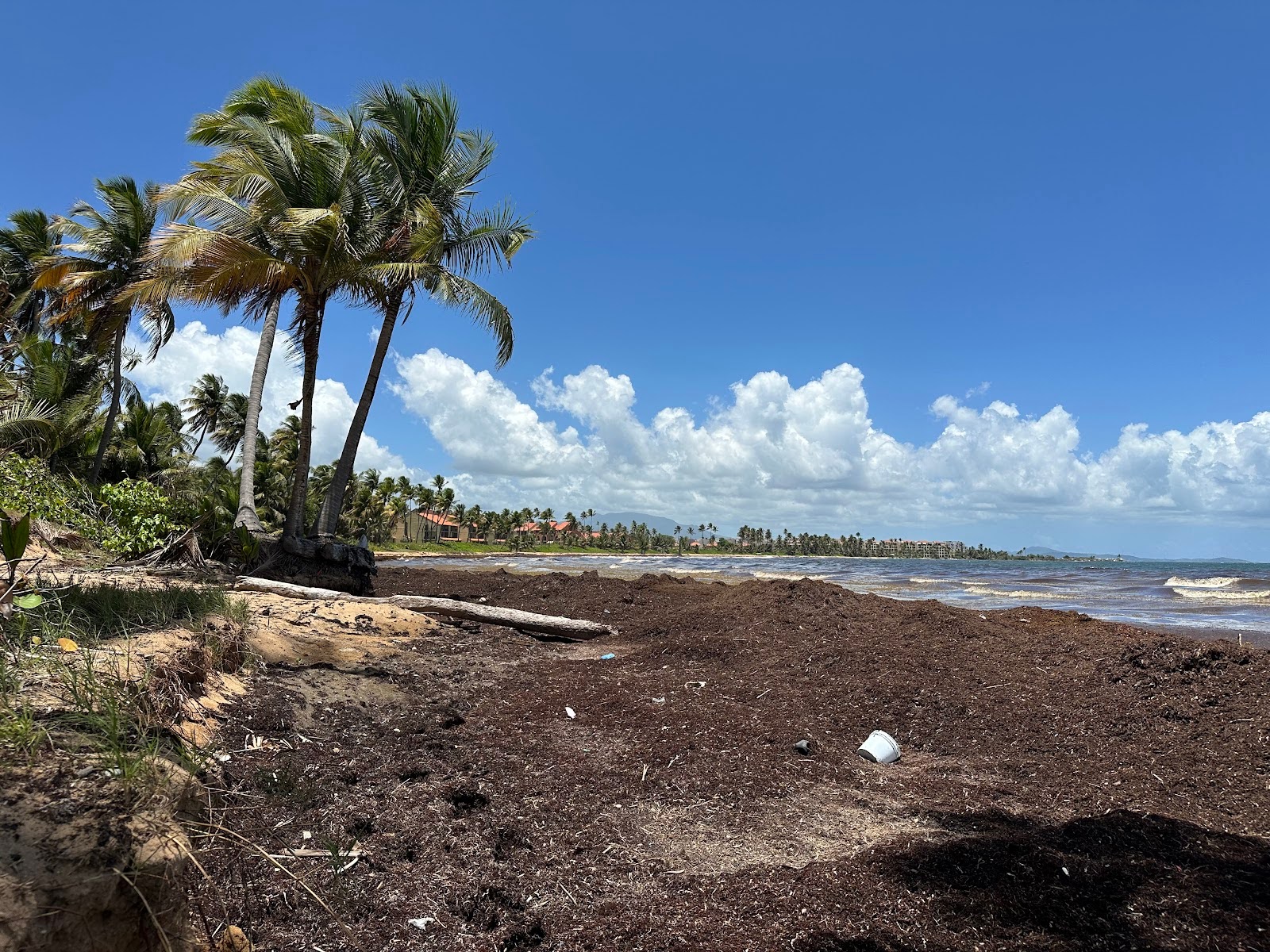Sargassum-covered Puerto Rico coastline with palm trees, eastern region