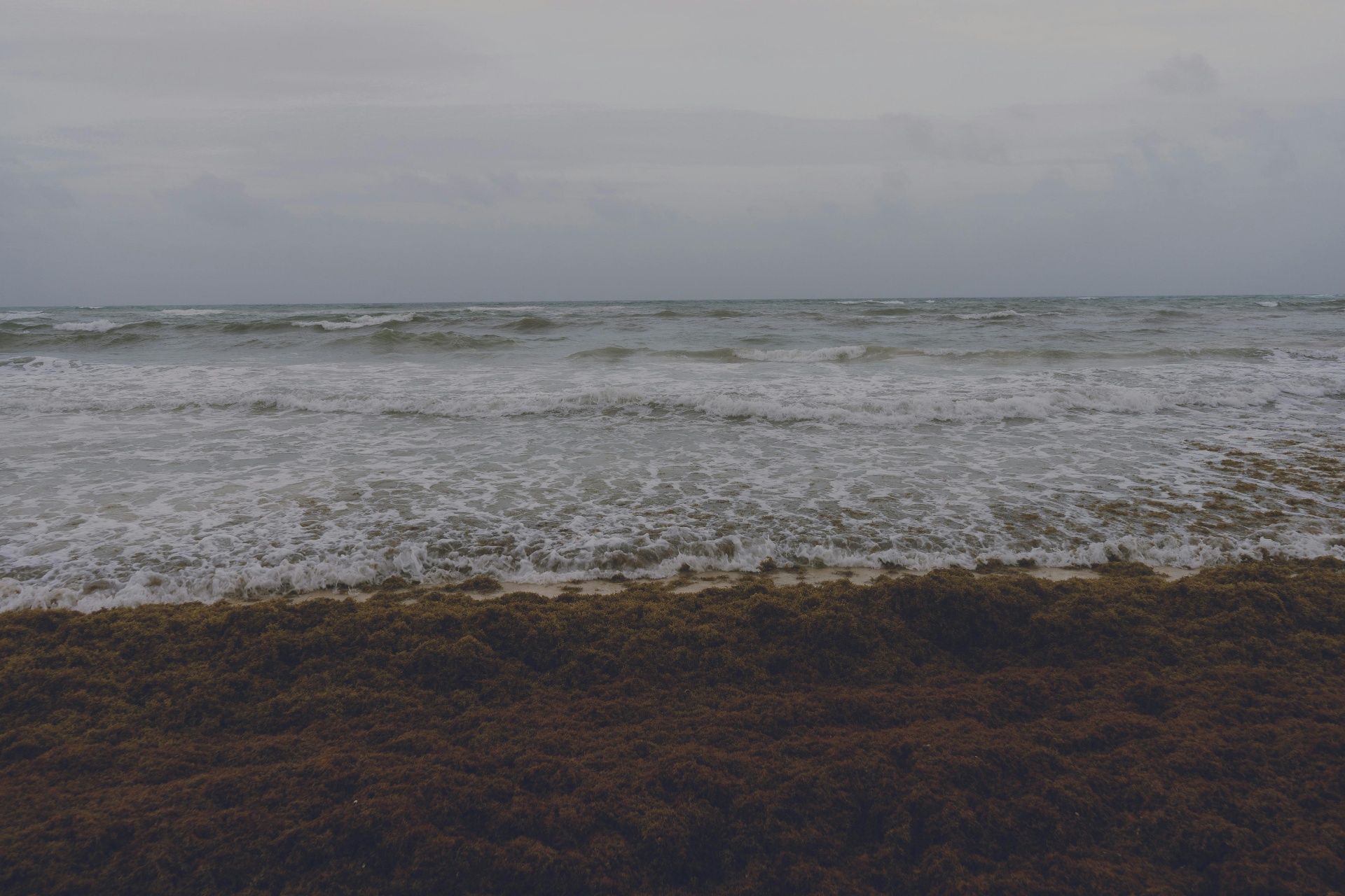 Sargassum mat in active beach deposition at a Puerto Rico coastal site. Wave action continues delivering new biomass ashore throughout the peak season of April through October. Photo: Pexels.
